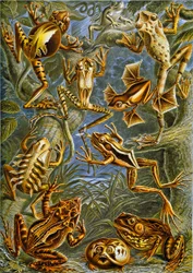 カエルとヒキガエルのイラストc.1909
