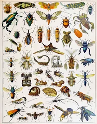 昆虫の図版、1923年頃