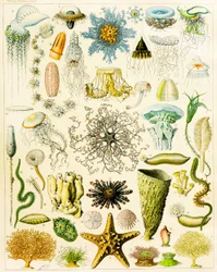 海洋生物のイラストc.1923