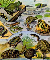 爬虫類と両生類のイラストc.1923