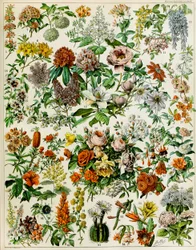 開花植物c.1923のイラスト
