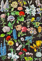 庭の花c.1923のイラスト