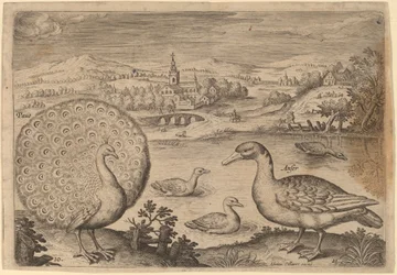 クジャクとガチョウ