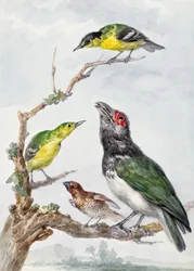 枝に止まる4羽の鳥