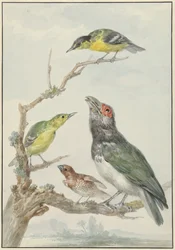 枝に 4 つの異なる鳥