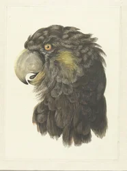 オウムの頭部；インコの頭部（作品上の題名）