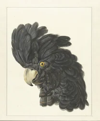 オウムの頭部；インコの頭部（作品上の題名）