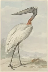 ジャビロエ (Jabiroe mycteria)