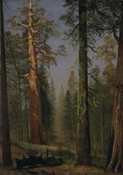 カリフォルニア州マリポサ・グローブ、グリズリー・ジャイアント・セコイア
