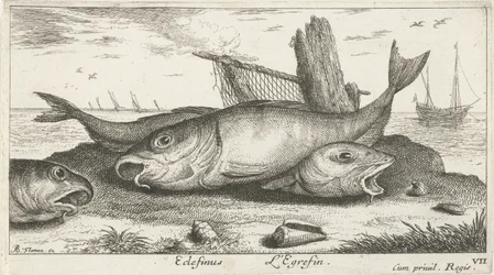 ビーチで 3 つのハドック エディフィヌス・レグレフィン。 (アイテムのタイトル) 魚とその他の海の生き物 - 海水第 3 シリーズ (シリーズ タイトル) Poissons de mer（シリーズタイトル）