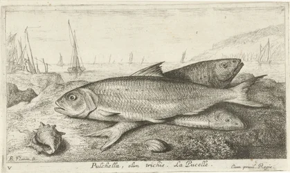 ビーチで 3 匹の魚 プルケラ、オリム・トリチス。 ラ・ピュセル。 (アイテムのタイトル) 魚とその他の海の生き物 - 海水の最初のシリーズ (シリーズ タイトル) Diverses Especes de Poissons de mer (シリーズタイトル)