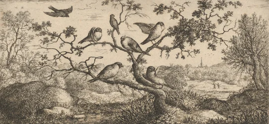Ficedula, Piuoyne The Bullfinch: Livre d