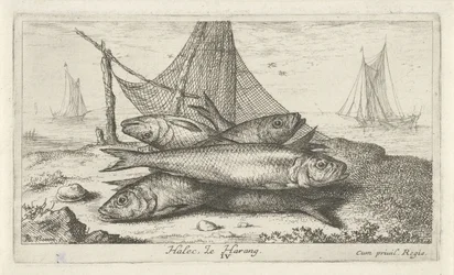 漁網のペグ ハレック、ルハラン。 (アイテムのタイトル) 魚とその他の海の生き物 - 海水第二シリーズ (シリーズ タイトル) Poissons de mer（シリーズタイトル）