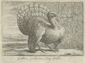 Landschap met kalkoen Gallus indicus、Coq d