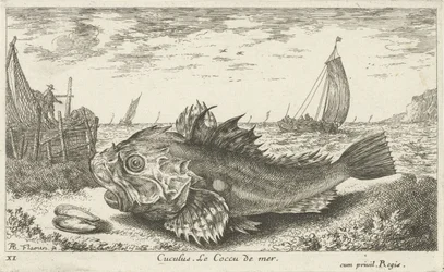 ビーチでプーン ククルス。 Le Coccu de mer (オブジェクトのタイトル) 魚とその他の海の生き物 - 海水の最初のシリーズ (シリーズ タイトル) Diverses Especes de Poissons de mer (シリーズタイトル)