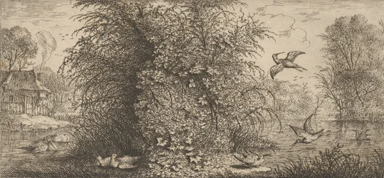 Rusticula minor, Beccasine The Snipe: Livre d