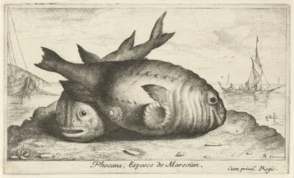 ビーチで 2 つのネズミイルカ Phocaena, Espèce de Marsoüin, (オブジェクトのタイトル) 魚とその他の海の生き物 - 海水第 3 シリーズ (シリーズ タイトル) Poissons de mer（シリーズタイトル）