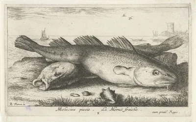 ビーチで 2 つのタラ モルシウス・ピシス。 ラ・モル・フレッシュ。 (オブジェクトのタイトル) 魚とその他の海の生き物 - 海水第二シリーズ (シリーズ タイトル) Poissons de mer（シリーズタイトル）
