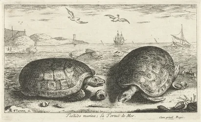 ビーチで 2 つのカメ テストド マリーナ; La Tortuë de Mer (オブジェクトのタイトル) 魚とその他の海の生き物 - 海水第二シリーズ (シリーズ タイトル) Poissons de mer（シリーズタイトル）