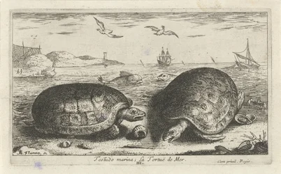 ビーチで 2 つのカメ テストド マリーナ; La Tortuë de Mer (オブジェクトのタイトル) 魚とその他の海の生き物 - 海水第二シリーズ (シリーズ タイトル) Poissons de mer（シリーズタイトル）