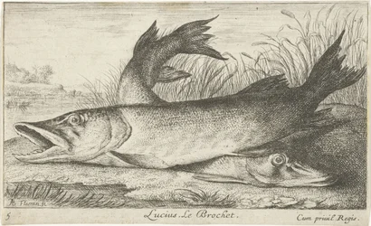 川岸に 2 つのカワカマス ルシウス。 ルブロシェ。 (アイテムのタイトル) 魚とその他の海の生き物 - 淡水最初のシリーズ (シリーズ タイトル) Diverses Especes de Poissons d