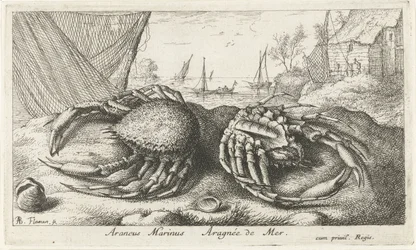 漁網の近くの 2 つのクモガニ Araneus Marinus Aragnée de Mer (オブジェクトのタイトル) 魚とその他の海の生き物 - 海水第二シリーズ (シリーズ タイトル) Poissons de mer（シリーズタイトル）