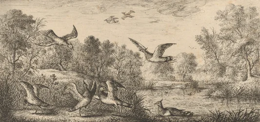 Vanellus、Vanneau The Lapwing: Livre d