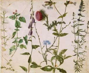 野生の花の8つの研究、1515-1520年頃。