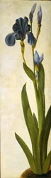トロイの木馬アイリス、1505～1508年頃。