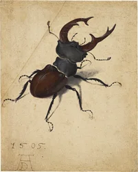 クワガタ、1505年。