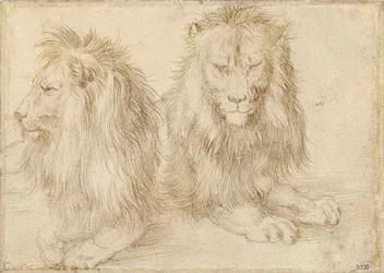 2 頭のライオン - Albrecht Durer (1471-1528) による描画