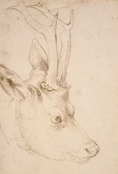 Tete de chevreuil male - Dessin de Albrecht Durer (1471-1528), vers 1503 - Roebuck の頭 - Albrecht Durer (1471-1528) による紙にペンとブラシ、灰色と茶色のインク、約 1503 - 22,8x15,3 cm - ネルソンアトキンス美術館、ミズーリ州カンザスシティ
