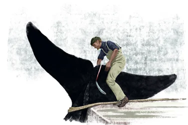 クジラの尻尾を切るクジラ船