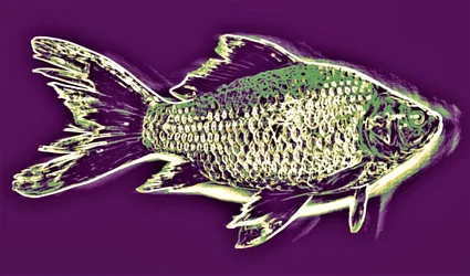 魚、2019年、（写真