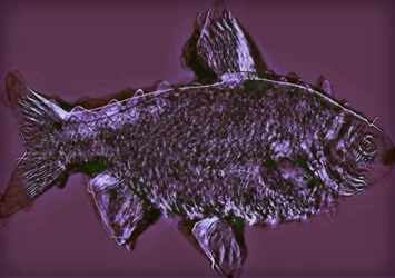 魚,2020,(ミクストメディア)
