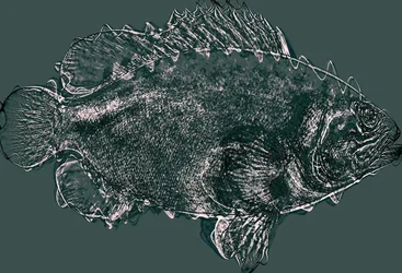 fish in green,2020,(ミクストメディア)