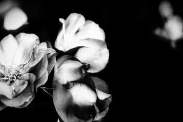 優しさ、2019、（写真