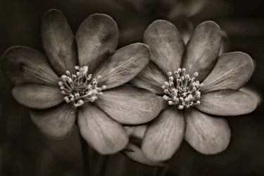 twins,2019,(photography)