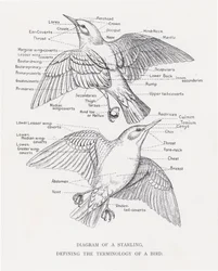 鳥の用語を定義したムクドリの図（リトグラフ