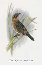 水生ウグイス