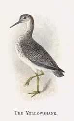 イエローシャンク