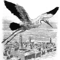 北アフリカの村の上空を飛ぶコウノトリ