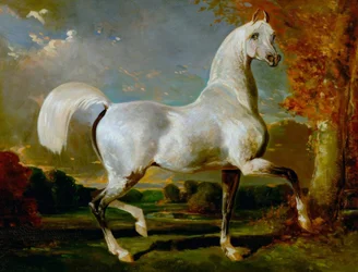 アラブの種牡馬