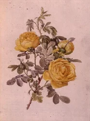 ロサ・ジーナス, No.10, 755, c.1910