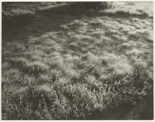 草と霜、1934年。