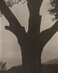 瀕死の栗