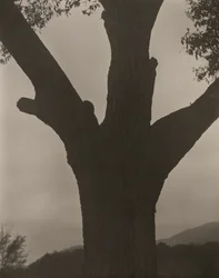 瀕死の栗、1919年。