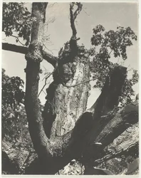 古いもみじ - ジョージ湖、1926 年。