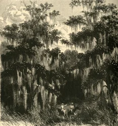「マグノリアの沼地」、1872 年。