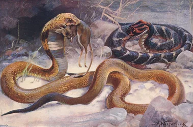 コブラとパフアダー、「世界の野生生物」のイラスト、1910年頃（カラーリソ）